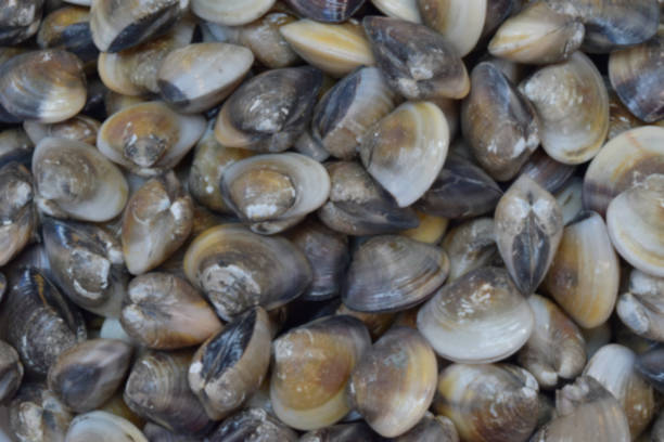 istock RIDGED VENUS CLAM(animal sea) ingredients for cooking in seafood or other menu. 963040328