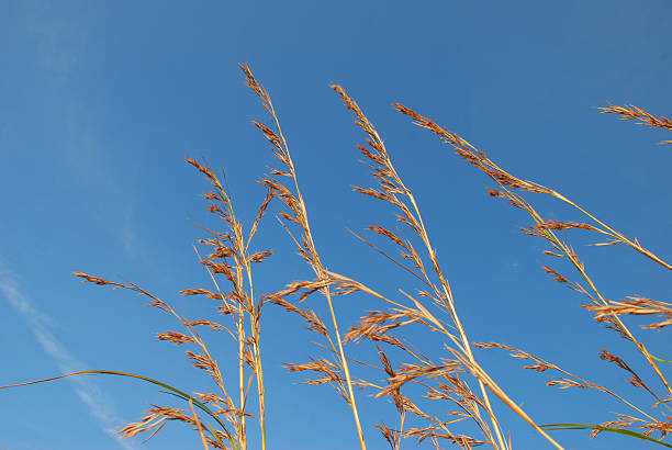 Long coarse grass and Sky stock photo