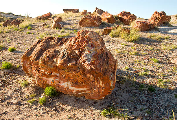 petrified wood  chinle formation stock pictures, royalty-free photos & images
