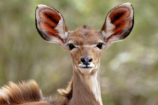istock Kudu Female Close Up 96304665