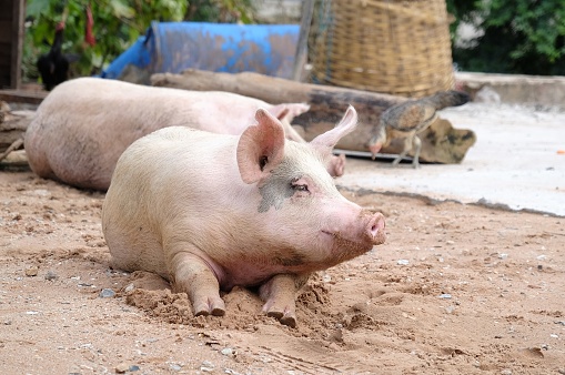 closeup pig sitting on ground