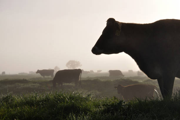 silhouette von jersey kühe - westland stock-fotos und bilder