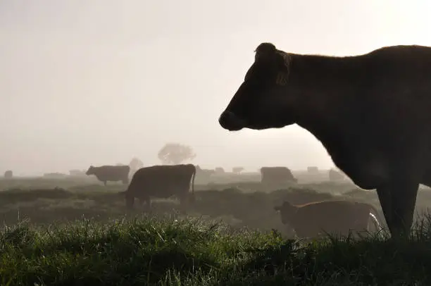 Photo of silhouette of Jersey cows