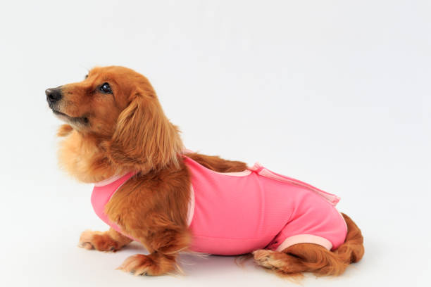 小型ダックスフント  - miniature dachshund ストックフォトと画像