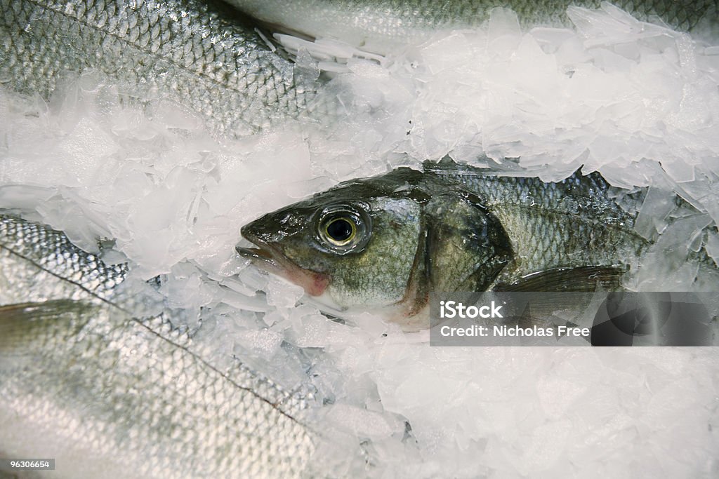 Frosty de peixe - Foto de stock de Cavalinha - Peixe de água salgada royalty-free