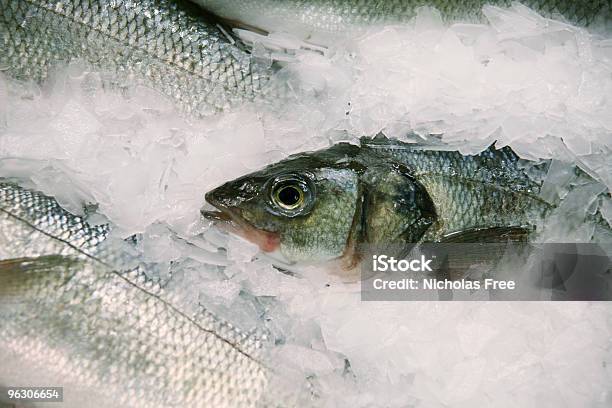 Foto de Frosty De Peixe e mais fotos de stock de Cavalinha - Peixe de água salgada - Cavalinha - Peixe de água salgada, Coleção, Comida
