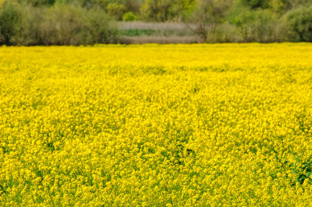 istock Flowering Field Mustard Along the California Coast 963071640