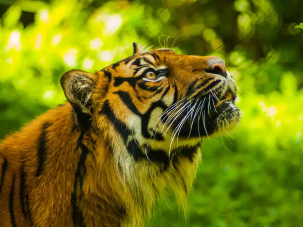 Tigers portrait