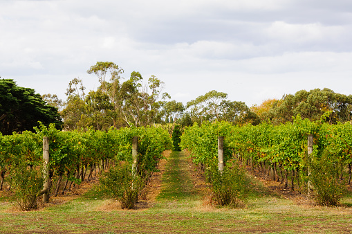 Rows of vines in a Bellarine Peninsula vineyard - Geelong, Victoria, Australia