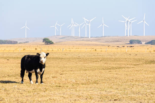 istock Windmills - Port fairy 963073384