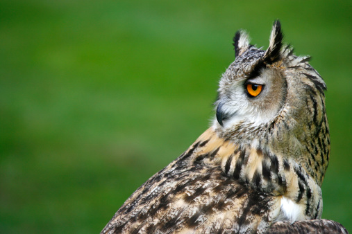 Beautiful Tawny Owl awake in the daytime! Shallow DOP