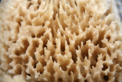 Detail of a natural sea sponge.