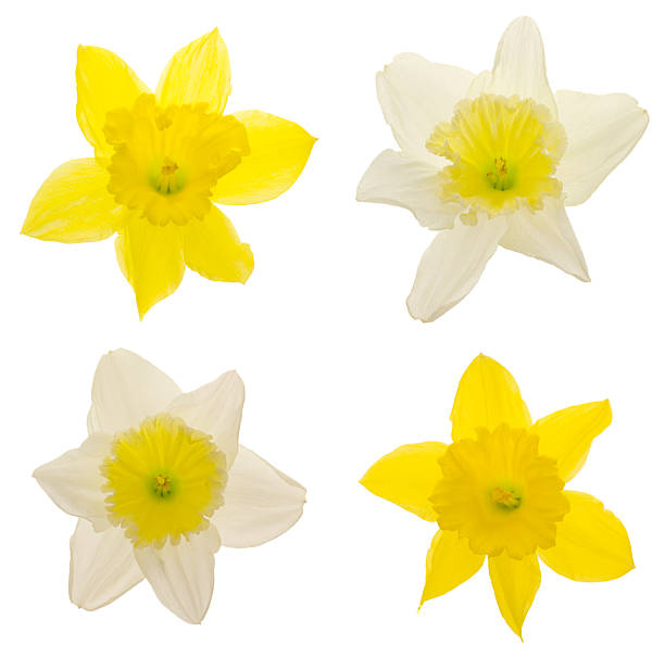 narzissen (xxl - spring paperwhite narcissus flower temperate flower stock-fotos und bilder