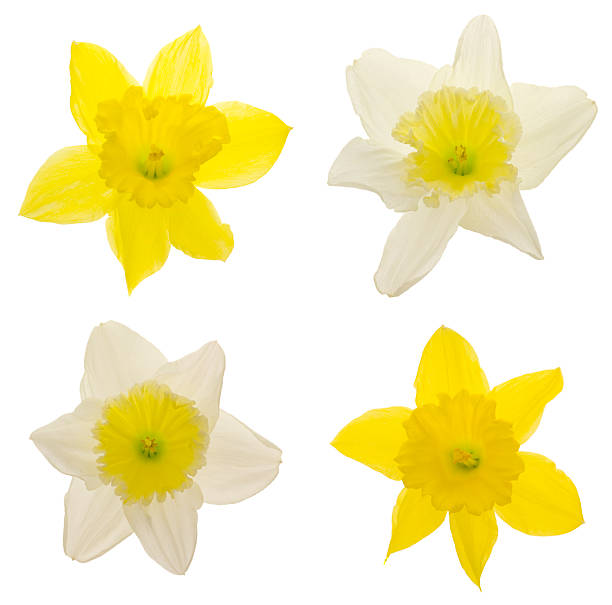 jonquilles (xxl - daffodil flower isolated cut out photos et images de collection