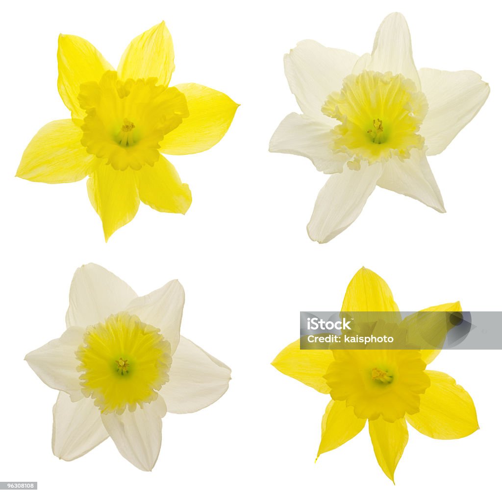 Daffodils (XXL - Foto stock royalty-free di Narciso - Liliacee