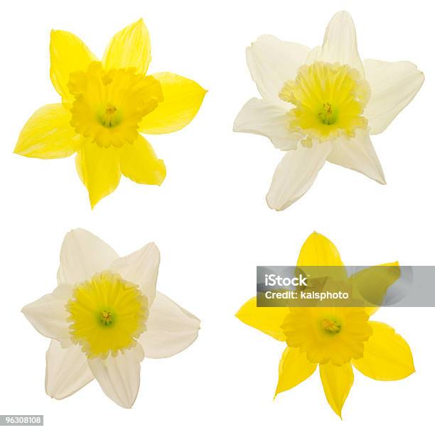 Daffodils Xxl - Fotografie stock e altre immagini di Narciso - Liliacee - Narciso - Liliacee, Sfondo bianco, Scontornabile