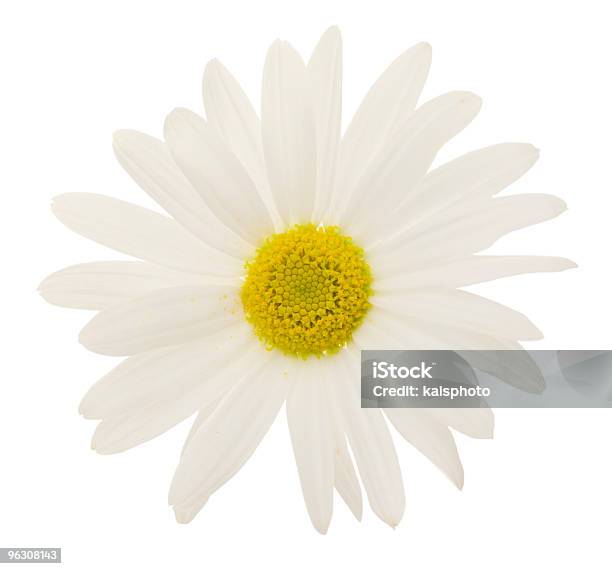 Daisy Xxl Stockfoto und mehr Bilder von Baumblüte - Baumblüte, Blume, Blüte