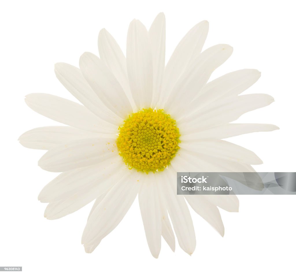 (XXL) Daisy - Стоковые фото Ароматический роялти-фри