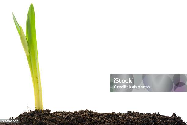 Planta Crescente Xxl - Fotografias de stock e mais imagens de Crescimento - Crescimento, Tulipa, Narciso - Flor