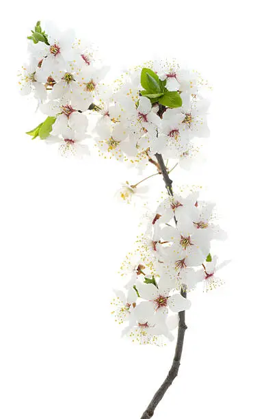 Photo of Cherry tree blossom