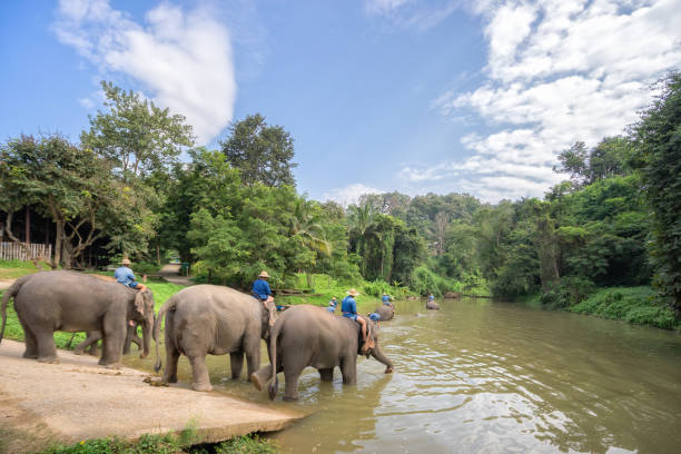istock Mahouts bath and clean the elephants in the river. 963085324