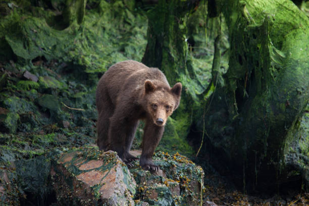 istock Brown Grizzly Bear Hungry for Salmon 963085372