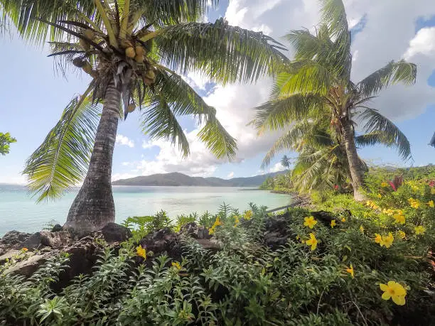 Looking through lush foliage, tropical flowers and coconut palm trees to the South Pacific Ocean on Upolu Island, Western Samoa
