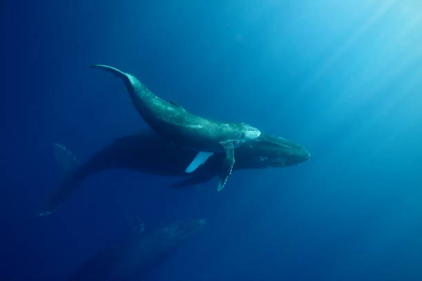 istock Humpback Mother and Calf Underwater with Sun Rays 963085464