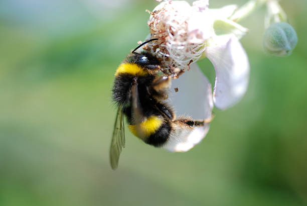 istock bumblebee searching some food 96308739