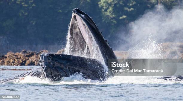 Humpback Whales Bubble Net Feeding Stock Photo - Download Image Now - Feeding, Bubble Net, Alaska - US State