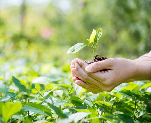 istock Woman hands holding a small plant 963087724