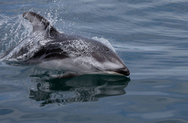 istock Bowriding Dolphins Leaping out of the Water 963087746