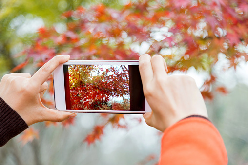 Woman holding a smartphone and photographing the red maple leaves in the park.