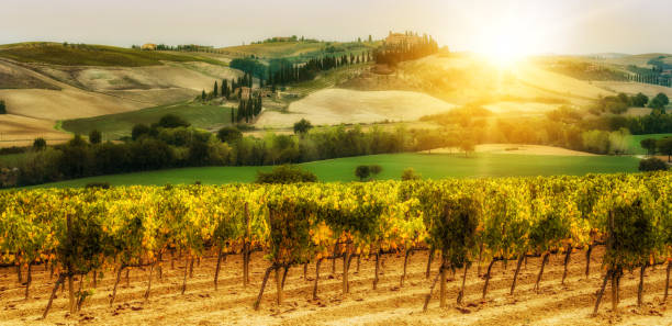 paesaggio vigna in toscana, italia. - vineyard sonoma county california panoramic foto e immagini stock