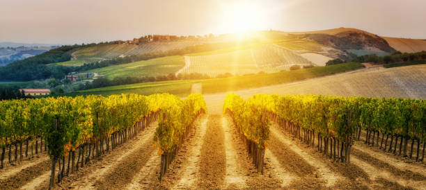 vineyard landscape in tuscany, italy. - vineyard sonoma county california panoramic imagens e fotografias de stock