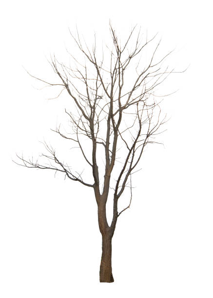 istock Dead tree without leaves isolated on a white background with clipping path 963088414