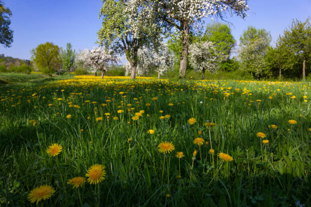 istock dandelion and apple tree blossoming blue sky 963092538