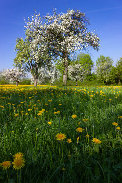 istock dandelion and apple tree blossoming blue sky 963092550