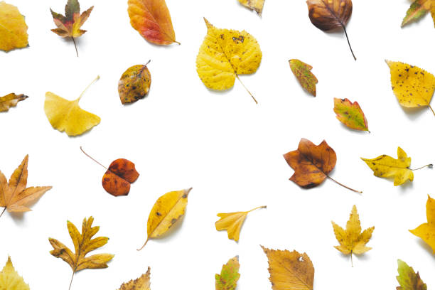 istock Autumn Frame Made Of Colorful Leaves On White Background 963093246