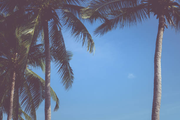 istock Palm Tree Leaf background White And Black Texture Silhouette, branch realistic tropical coconut leave isolated, beautiful summer nature wallpaper with sky 963093382