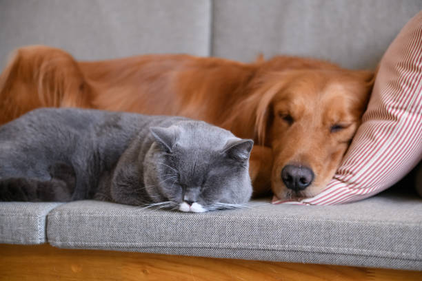 Golden Retriever sleeps with the cat Golden Retriever sleeps with the cat british shorthair cat photos stock pictures, royalty-free photos & images