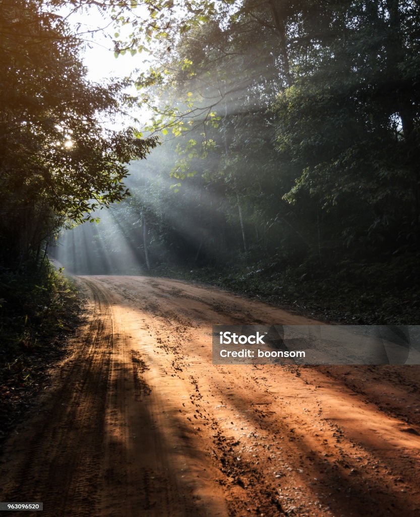 Paysage magnifique matin de piste forestière avec des rayons de soleil - Photo de Chemin de terre libre de droits