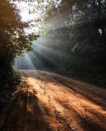 Footpath or dirt track through forest illuminated by sunbeams through fog