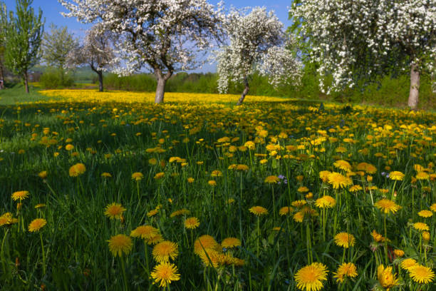 istock close look at dandelion and apple tree blossoming blue sky 963096560