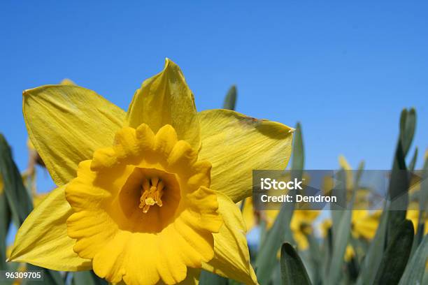 Foto de Narciso e mais fotos de stock de Agricultura - Agricultura, Amarelo, Beleza
