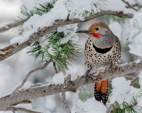 A Northern Flicker sitting on a snowy pine branch in Colorado.