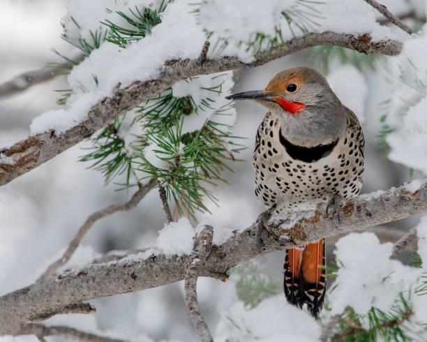 Snowy Flicker A Northern Flicker sitting on a snowy pine branch in Colorado. flicker bird stock pictures, royalty-free photos & images