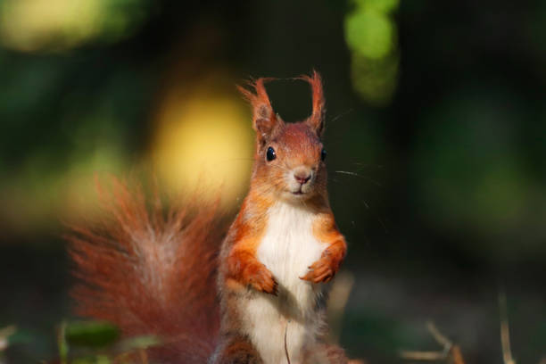 istock Detail squirrel in wild nature with blur backroud 963098874