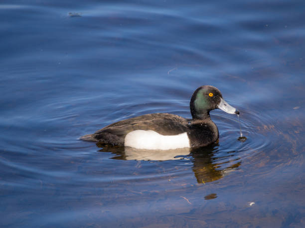 istock duck swimming in blue water 963101056