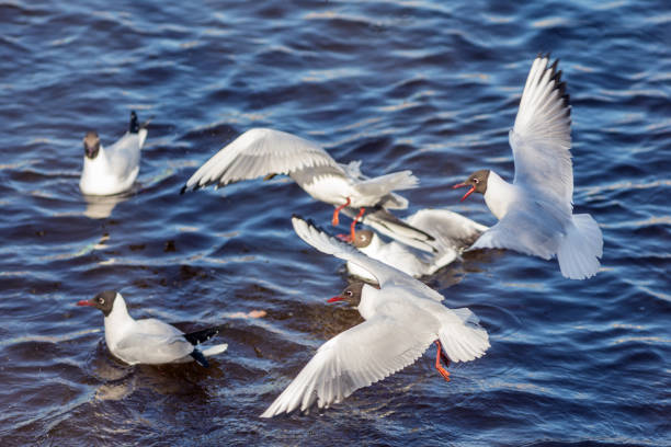 istock flock of seagulls 963101058